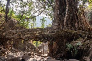 A dense, lush forest scene featuring a natural root bridge created by intertwined tree roots over rocky terrain and greenery.