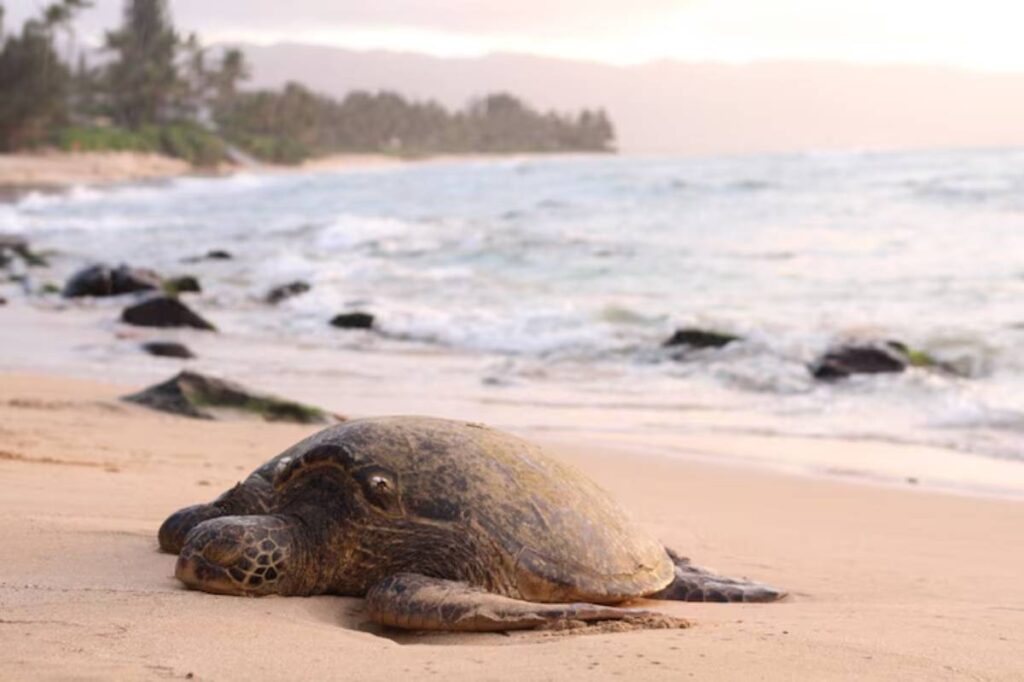 A sea turtle resting on a sandy beach, with gentle waves and lush greenery in the background during a soft sunset.