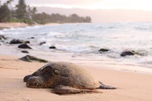 Koh Phra Thong, Thailand: Golden Sands and Sea Turtles