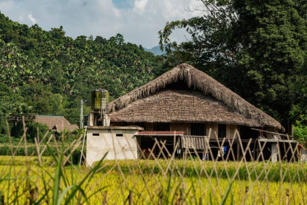 A traditional thatched-roof house surrounded by lush greenery and golden rice fields under a bright, partly cloudy sky.