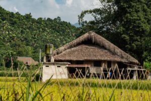 A traditional thatched-roof house surrounded by lush greenery and golden rice fields under a bright, partly cloudy sky.