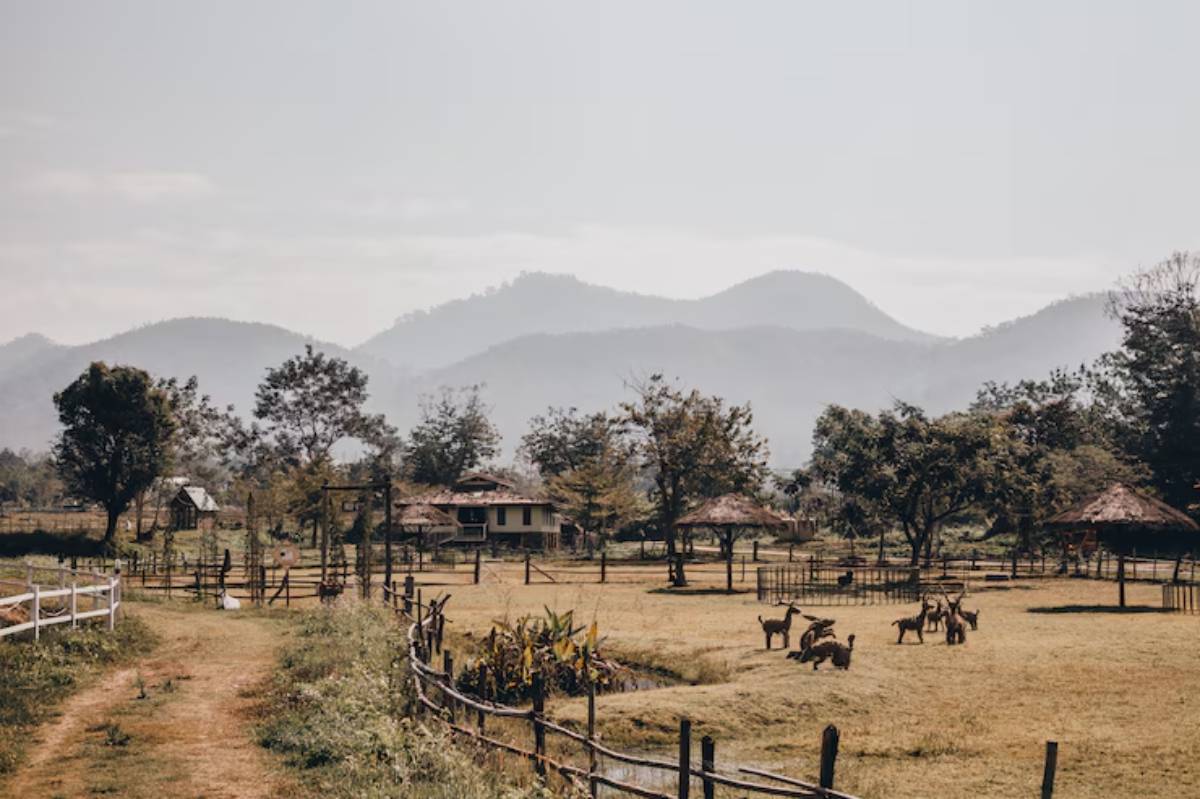 A serene rural landscape with mountains in the background, featuring a path, fences, and goats grazing in an open field.