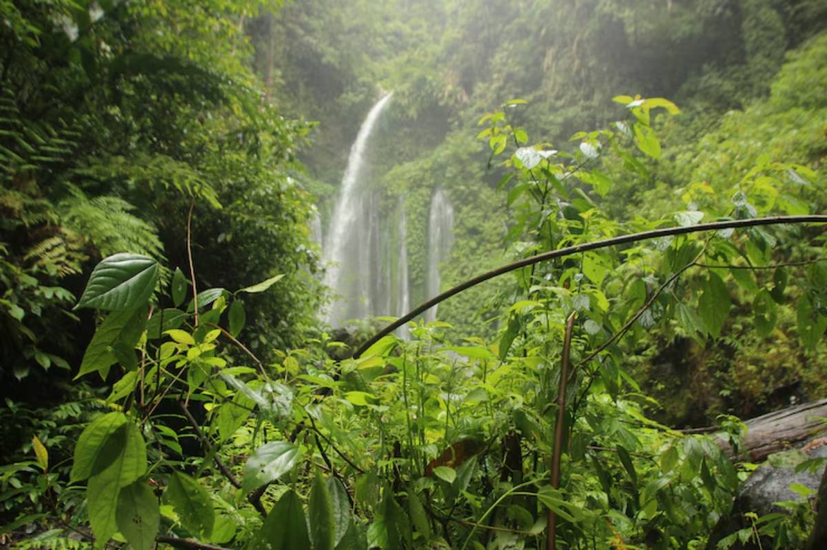 Lush green foliage frames a misty waterfall cascading through dense jungle vegetation.