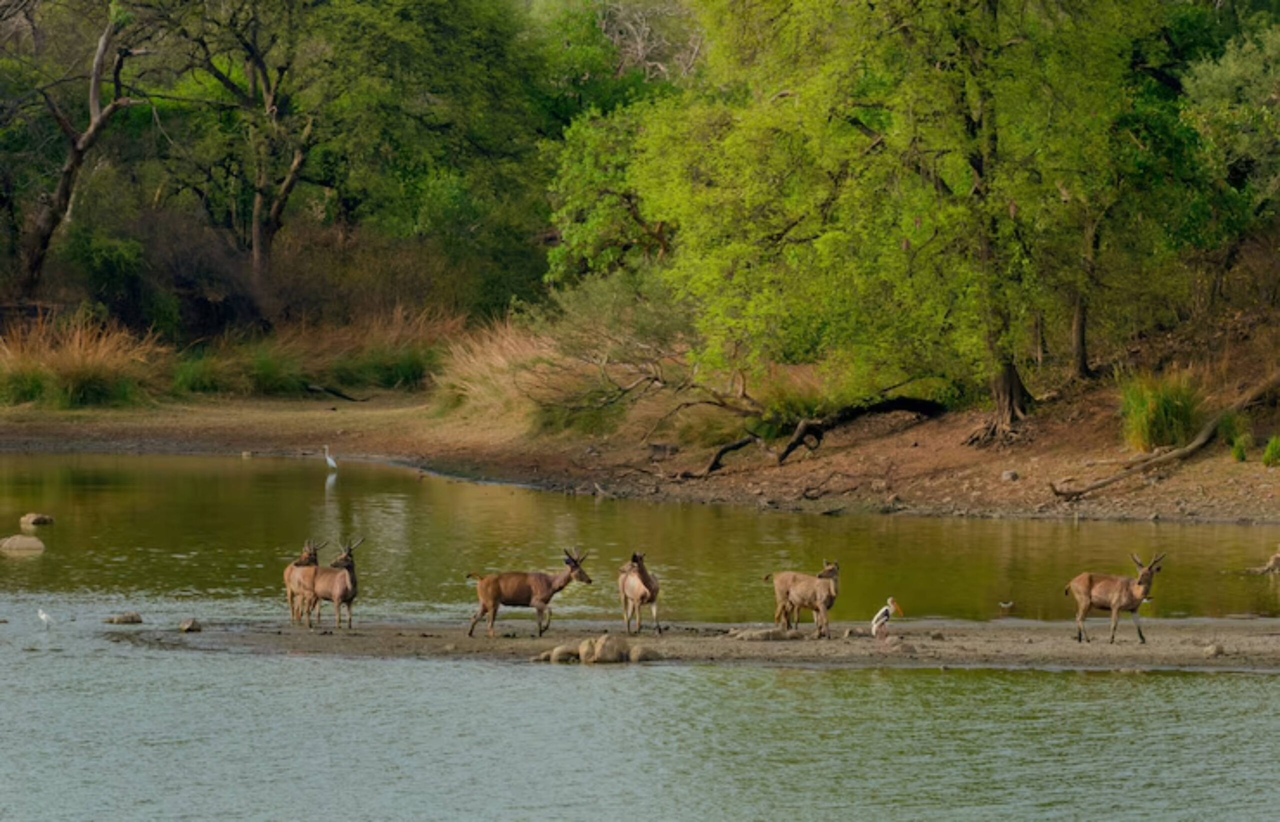 A group of antelopes and a heron stand by the water's edge, surrounded by lush greenery and a peaceful natural landscape.