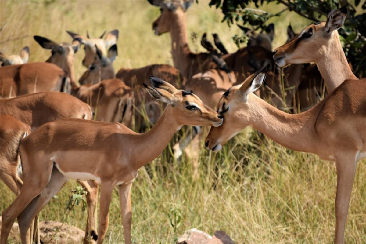 Two young gazelles gently nuzzle each other in a grassy field, surrounded by a herd in the background.