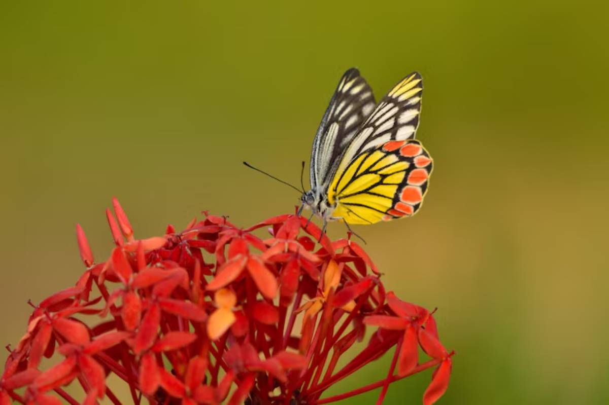 A vibrant butterfly with black, yellow, and red patterns rests on a cluster of bright red flowers against a soft, green background.