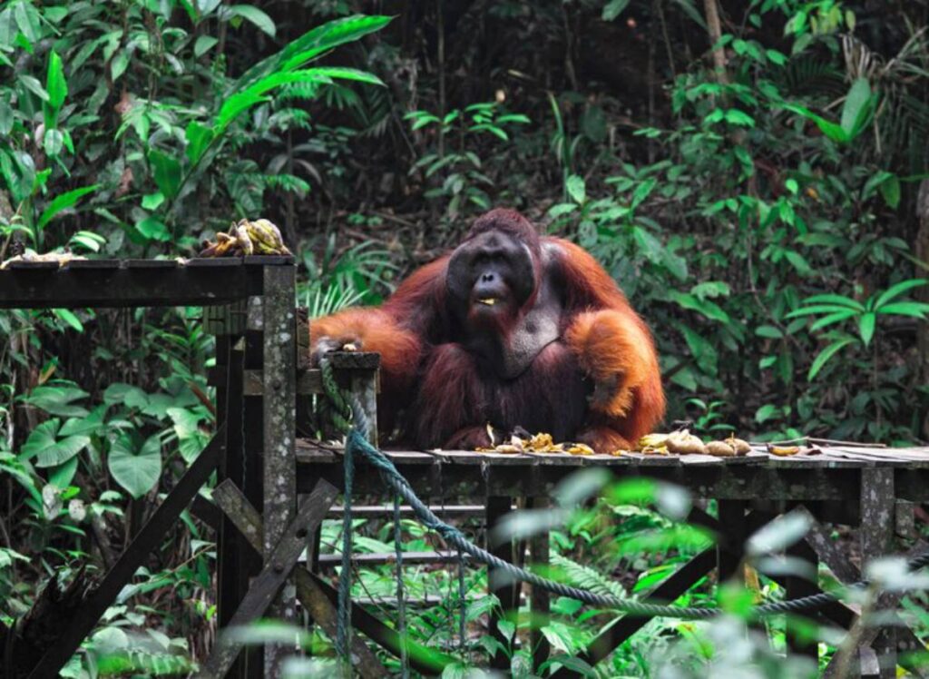 A large orangutan sits on a wooden platform surrounded by lush green jungle, with fruits scattered nearby, looking slightly contemplative.