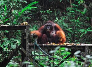 A large orangutan sits on a wooden platform surrounded by lush green jungle, with fruits scattered nearby, looking slightly contemplative.